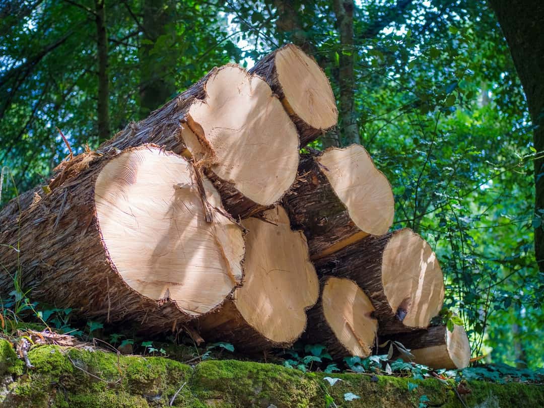 Sibieni cercetați penal după ce au furat lemne cu căruța dintr-o pădure din Bruiu