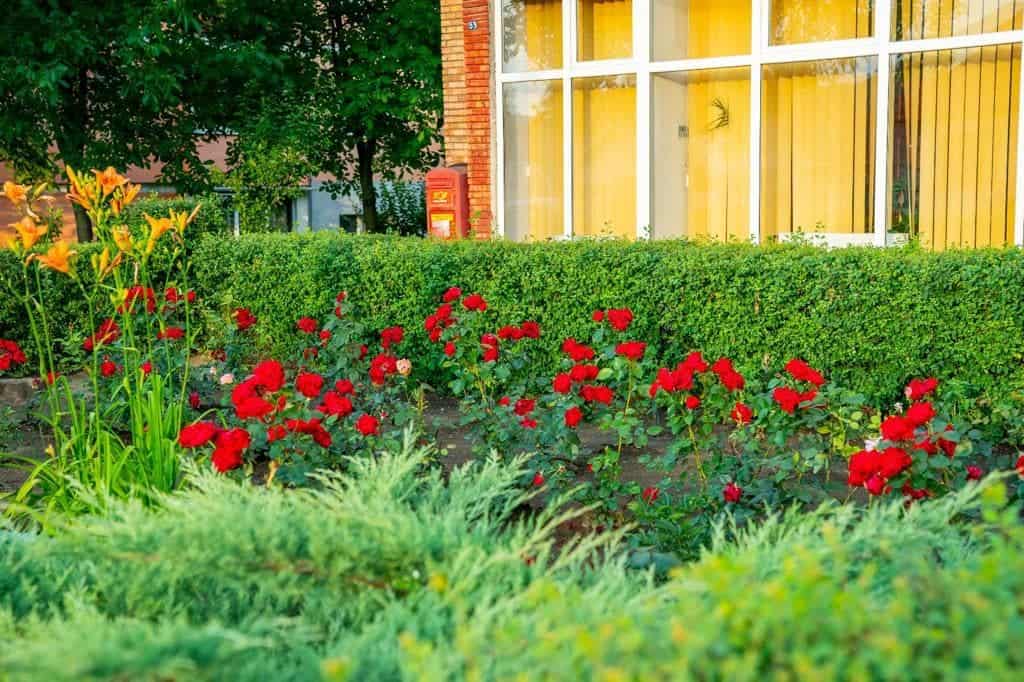 foto concurs lansat de primăria mediaș - zonele verzi mai îngrijite