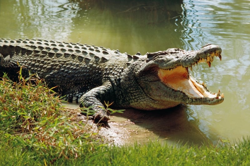 un bărbat a fost ucis de crocodilii pe care îi hrănea