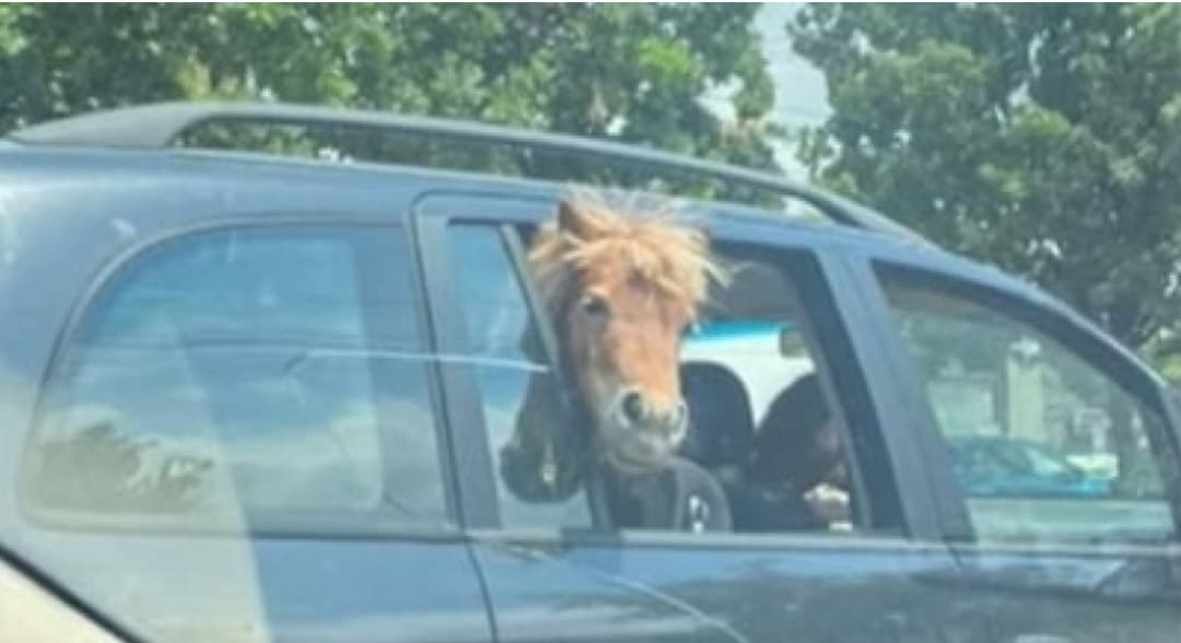 imagini uluitoare - un ponei a fost transportat pe bancheta din spate a unei mașini