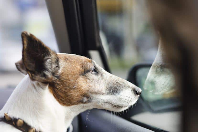 amenzi usturatoare pentru proprietarii de animale