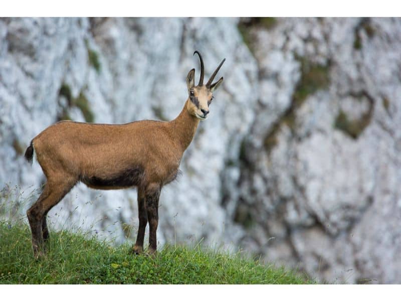 parcul național retezat - o nouă generație de capre negre