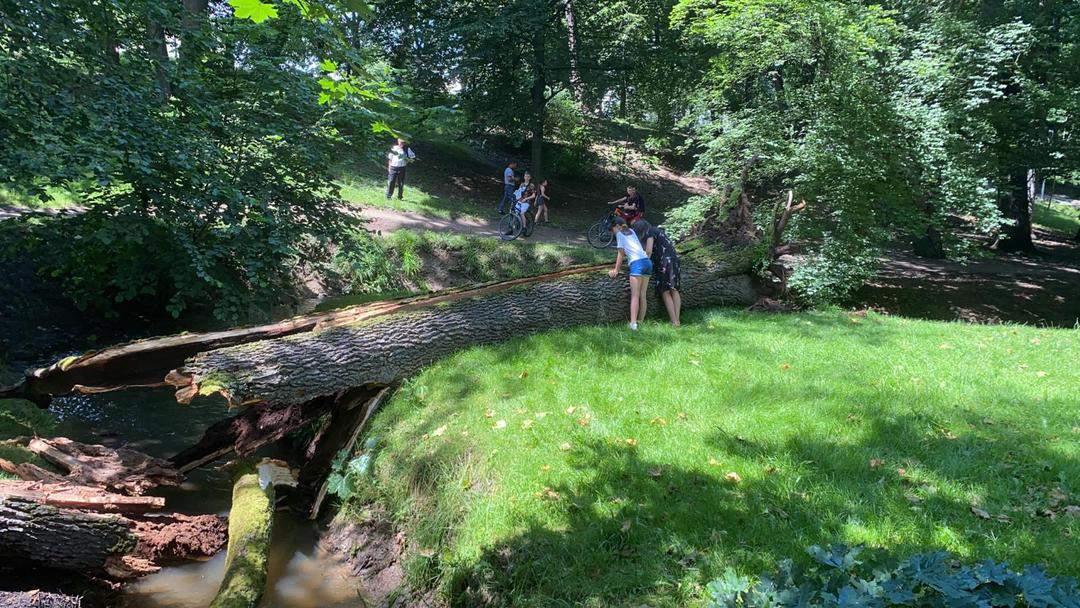 FOTO: La un pas de o tragedie - Copac căzut în Sub Arini aproape de locul de joacă