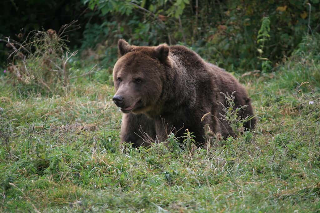 bărbat atacat de urs la porumbacu de sus - a reușit să se ascundă într-o cabană