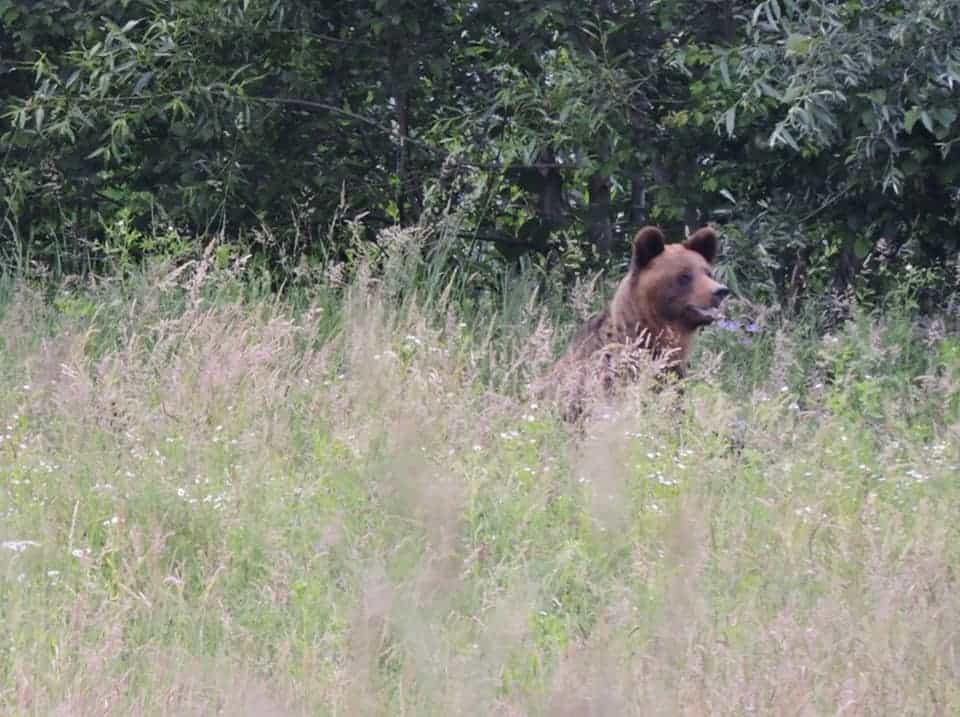 urs văzut la ieșire din tălmaciu spre boița - isu a emis ro-alert