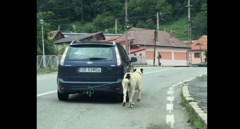 VIDEO revoltător - Câine legat de cârligul mașinii prin Rășinari