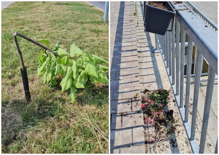 lipsa de bun simț costă - tineri amendați după ce au rupt pomii și florile la avrig