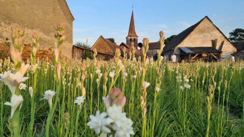 Prima floare protejată din Romania și a treia din Europa. Floarea crește în județul Sibiu