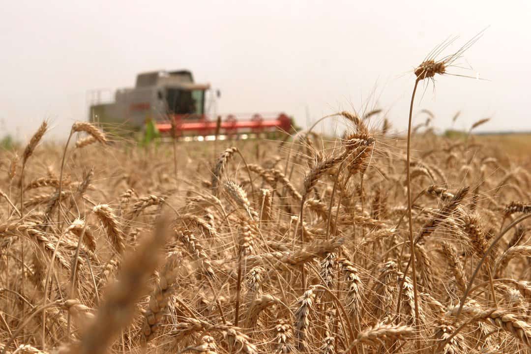 românia fruntaşă în ue la agricultură - locul unu la producţia de floarea soarelui şi locul patru la grâu