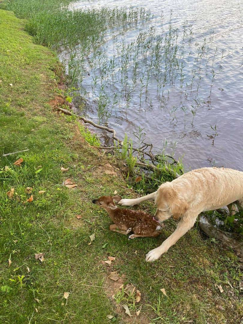 un pui de căprioara a fost salvat de la înec de un labrador. momentul emoțional a devenit viral