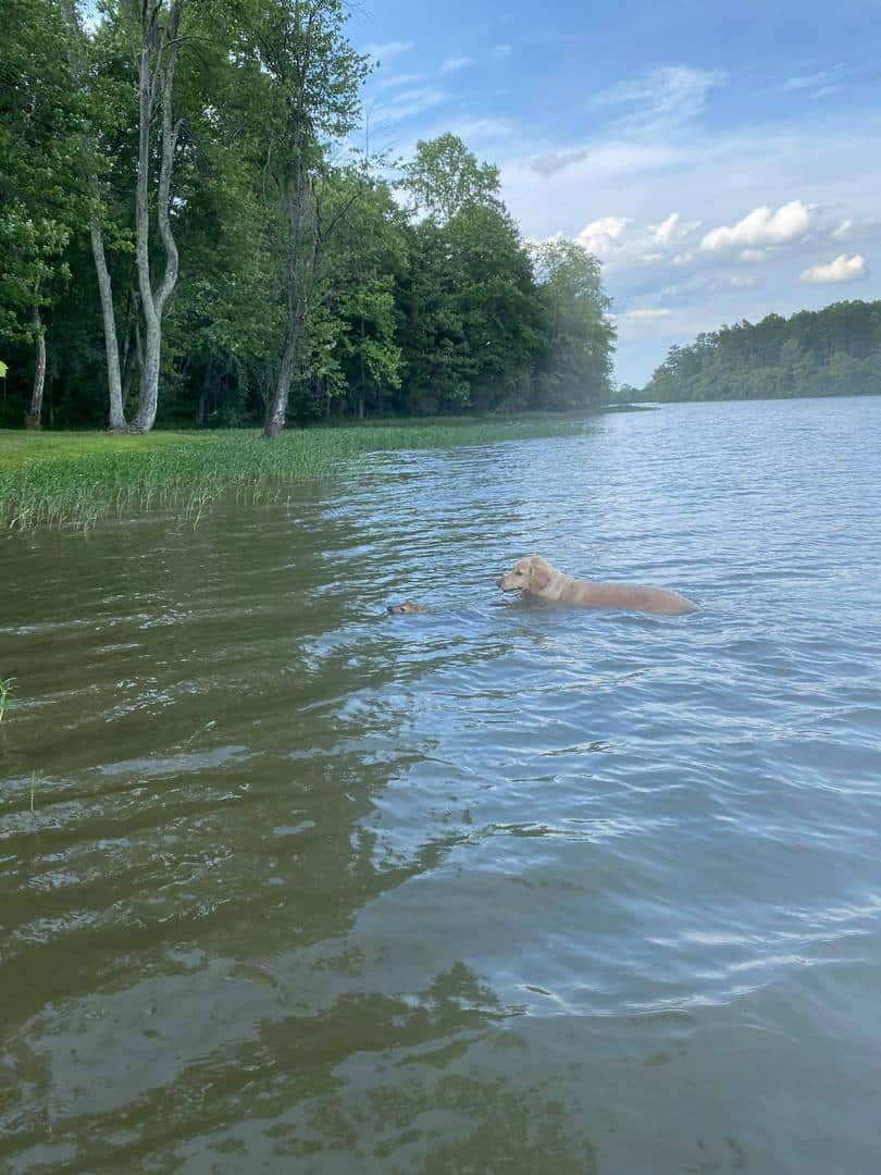 un pui de căprioara a fost salvat de la înec de un labrador. momentul emoțional a devenit viral