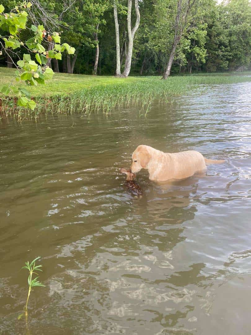 un pui de căprioara a fost salvat de la înec de un labrador. momentul emoțional a devenit viral