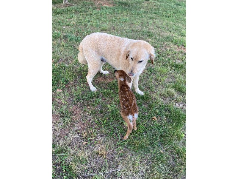 un pui de căprioara a fost salvat de la înec de un labrador. momentul emoțional a devenit viral