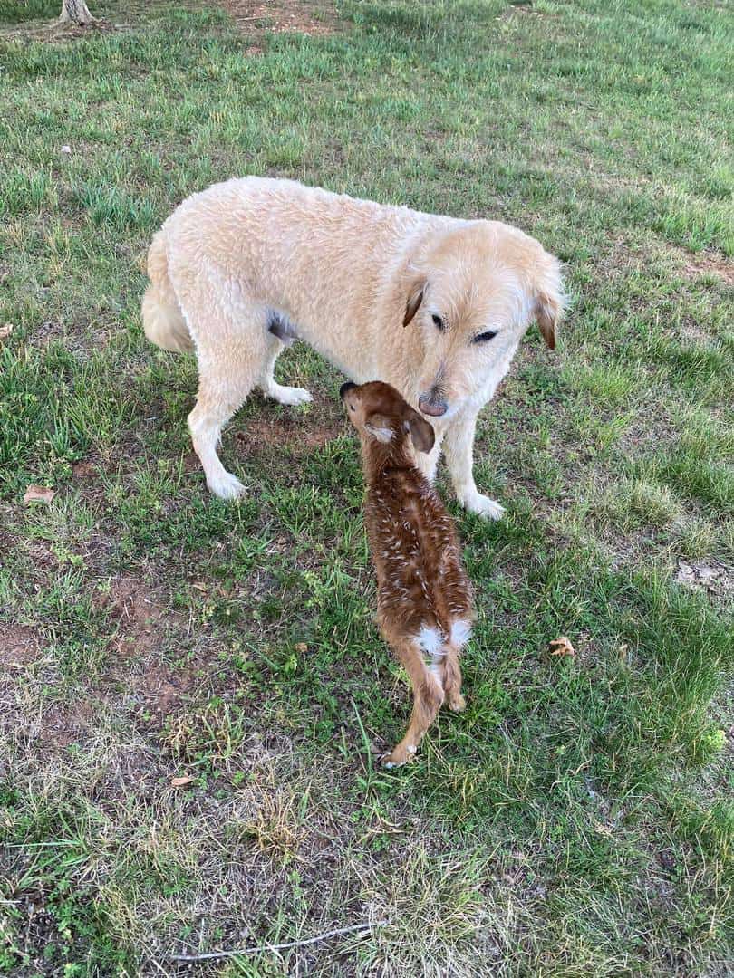 un pui de căprioara a fost salvat de la înec de un labrador. momentul emoțional a devenit viral