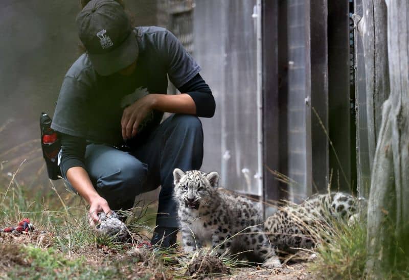 animalele de la o grădină zoologică din statele unite sunt vaccinate anti covid