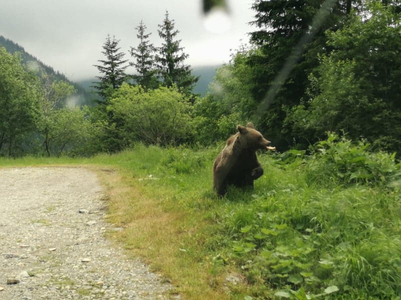 ursul care a omorât tânărul de 26 de ani va fi împușcat