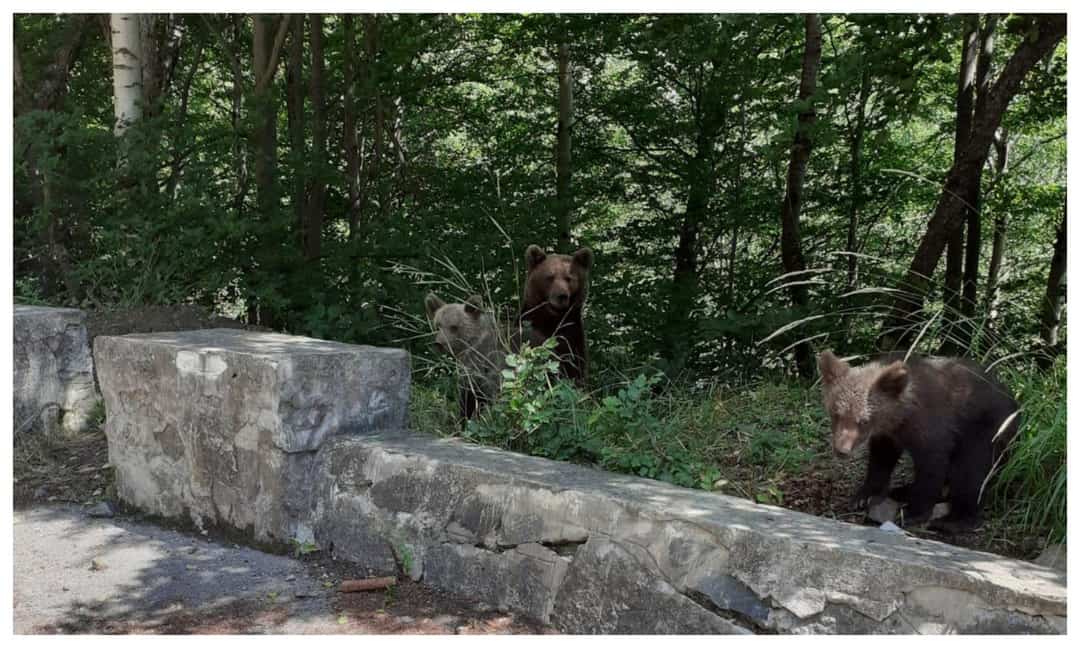 turistă amendată pentru că a fotografiat o ursoaică cu doi pui pe transfăgărăşan