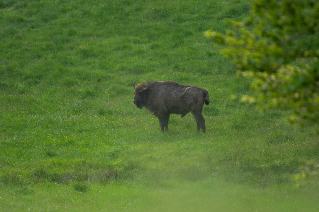 Peste douăzeci de zimbri vor fi eliberaţi în Munţii Făgăraş - Au fost aduşi din Germania, Marea Britanie şi Suedia