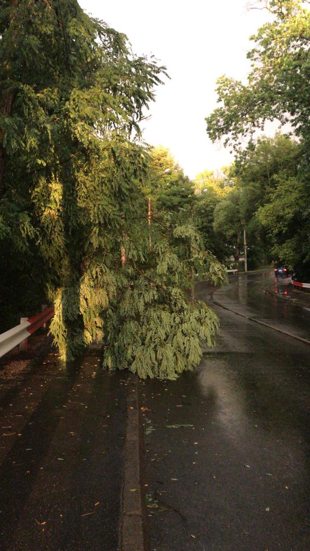 foto - furtuna a făcut ravagii - copaci căzuți în sibiu, arpașu de jos și păltiniș