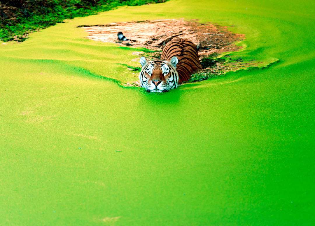 Tigru siberian surpins făcând baie într-un lac verde. Imagini de la momentul spectaculos