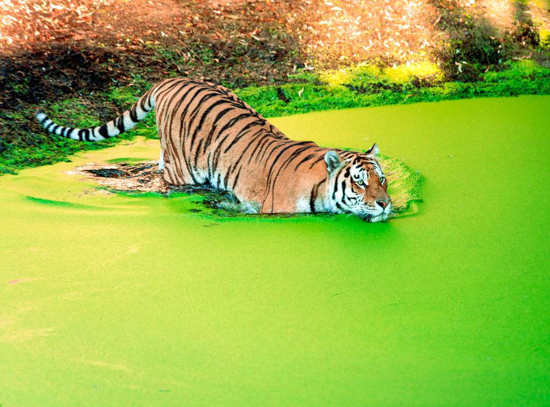 Tigru siberian surpins făcând baie într-un lac verde. Imagini de la momentul spectaculos