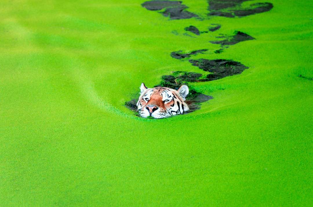 Tigru siberian surpins făcând baie într-un lac verde. Imagini de la momentul spectaculos