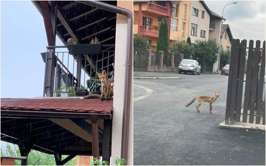 foto: o vulpe colindă tot orașul - la șelimbăr s-a urcat pe o casă