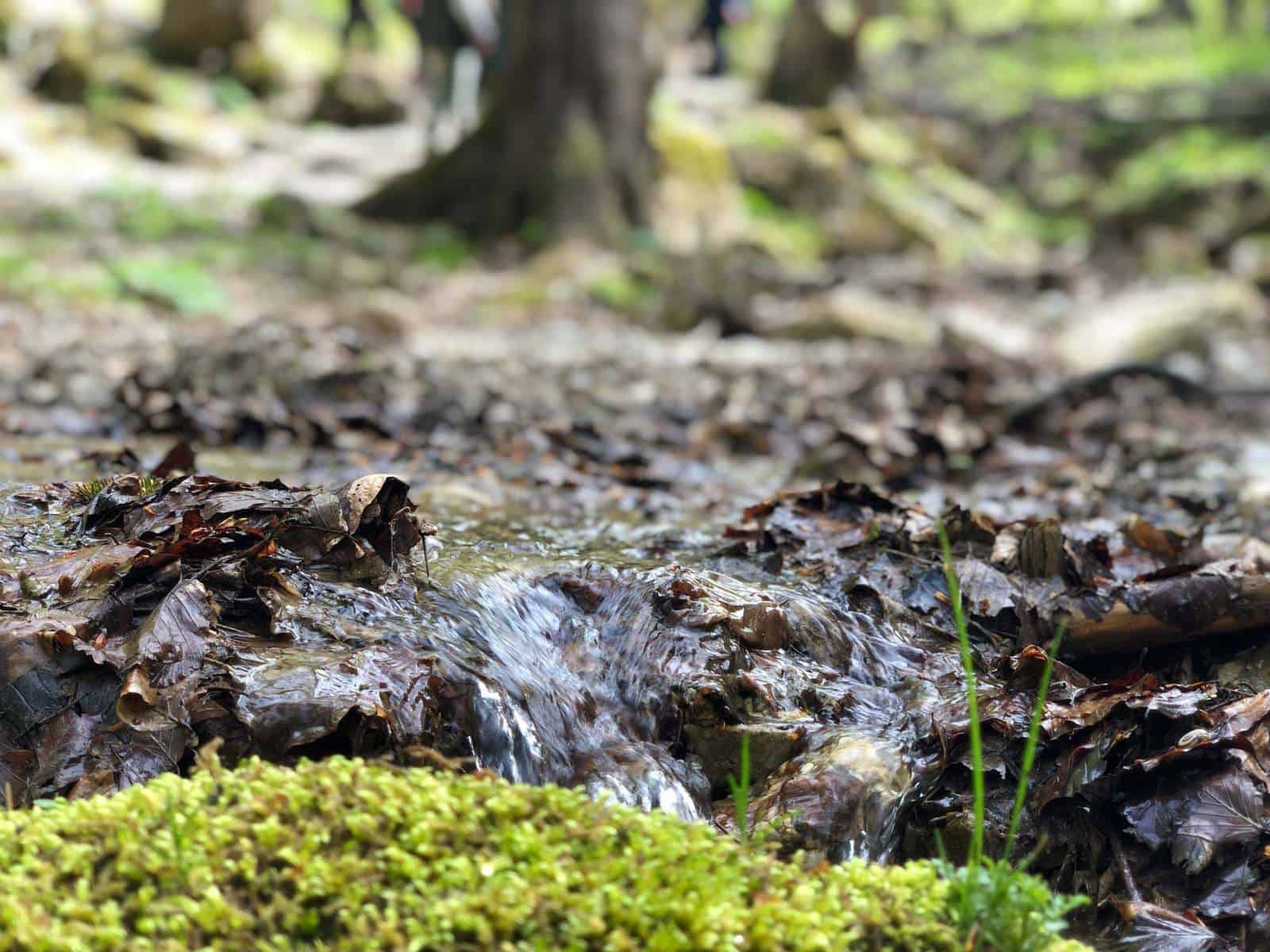 uniunea europeană va sprijini natura - ce scopuri vrea să atingă