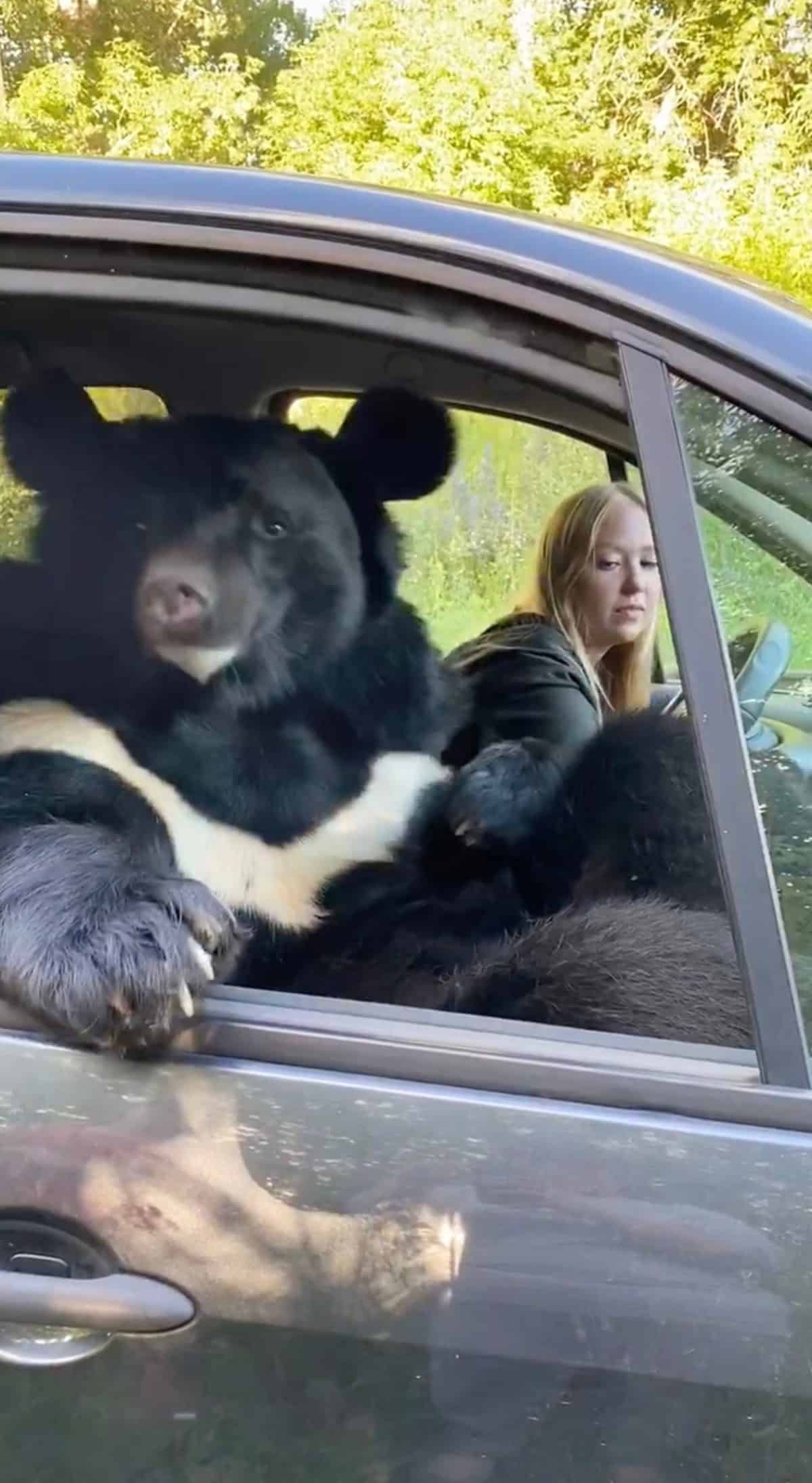 animalul de comapnie a unei tinere din rusia este o ursoaică. imagini incredibile cu ursoaica în mașină