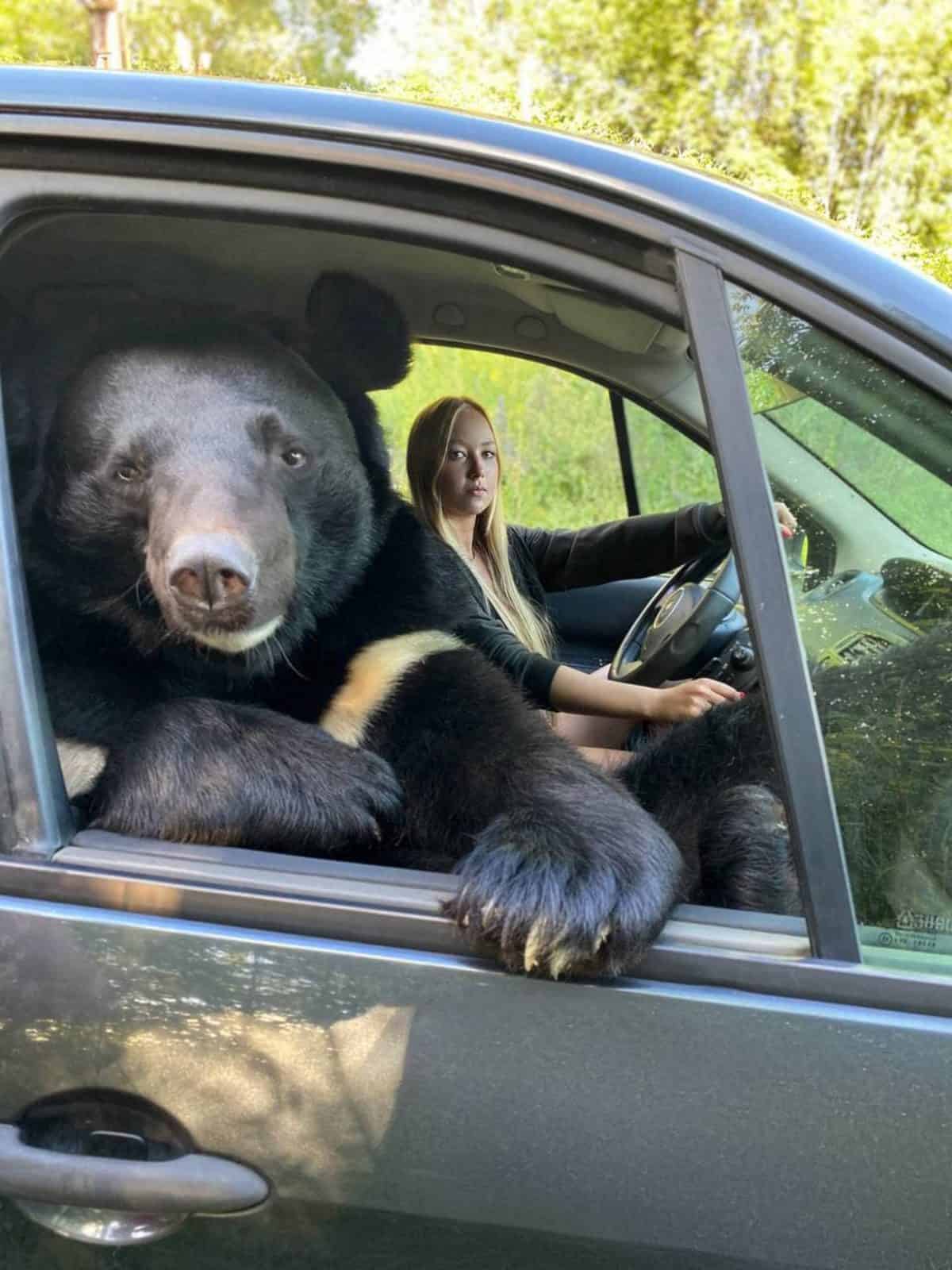 animalul de comapnie a unei tinere din rusia este o ursoaică. imagini incredibile cu ursoaica în mașină