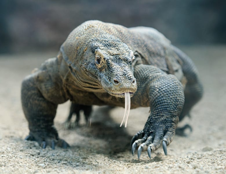 Dragonii de Komodo incluşi pe lista animalelor în pericol de dispariție din cauza schimbărilor climatice