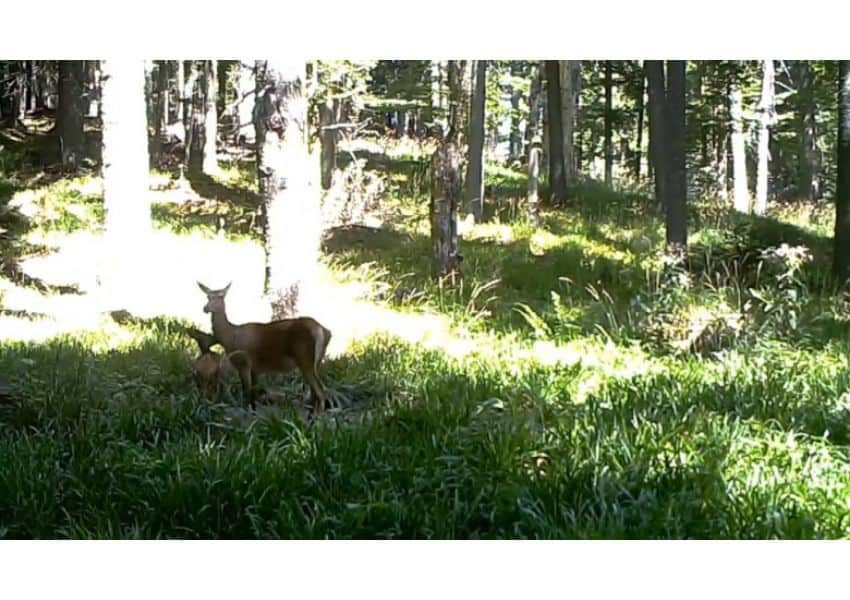 imagini drăgălase au fost surprinse într-o pădure în timp ce o căprioară și puiul ei se jucau