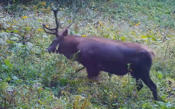 un cerb superb a fost surprins în munții rodneisu