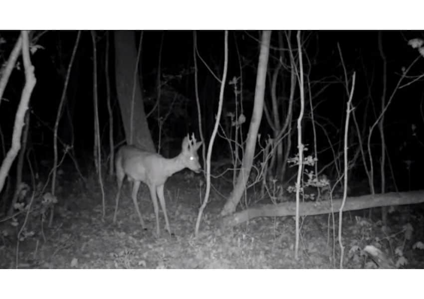 imagini spectaculoase au fost surpinse într-o pădure. căprioare, bursuci și vulpi au fost filmați jucându-se