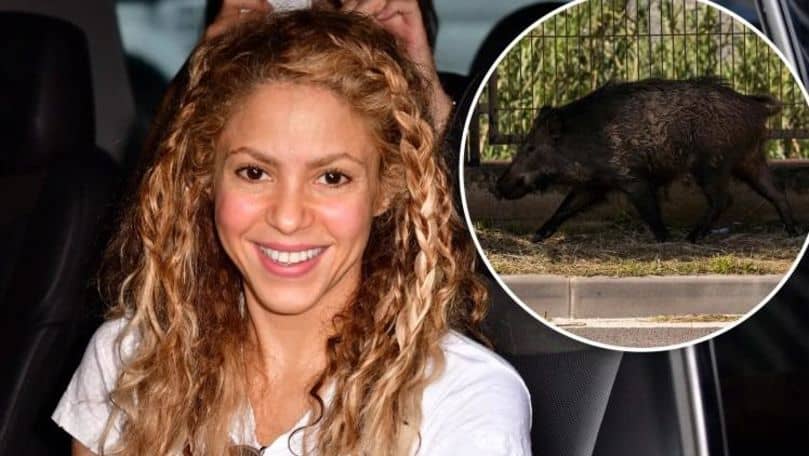 Shakira a fost atacată de mistreţi - „Mi-au luat poşeta”