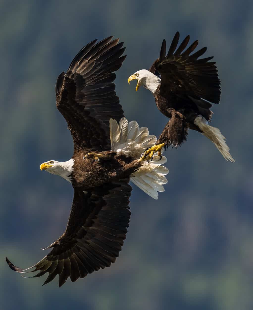 Imagini spectaculoase - Luptă pe viață și pe moarte între doi vulturi pleșuvi