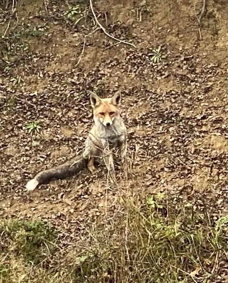 foto vizită neașteptată - ministrului agriculturii a mers la stâna cunoscutului ghiță ciobanul