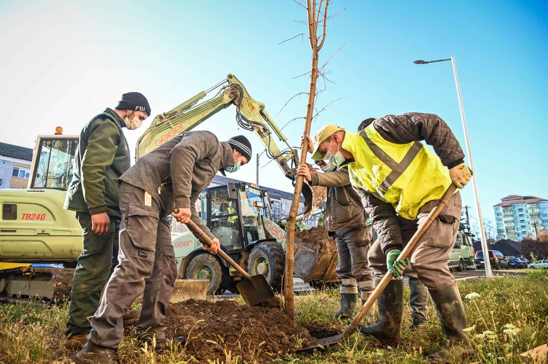 foto - primăria sibiu plantează peste 650 de arbori în cartierele sibiene