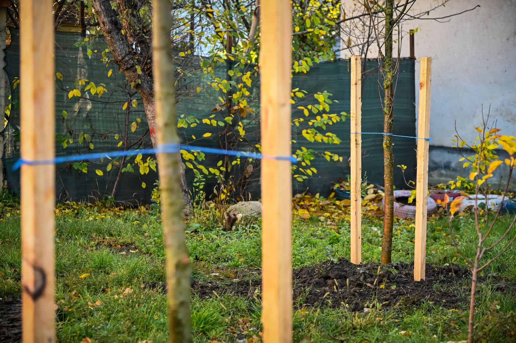 foto - primăria sibiu plantează peste 650 de arbori în cartierele sibiene