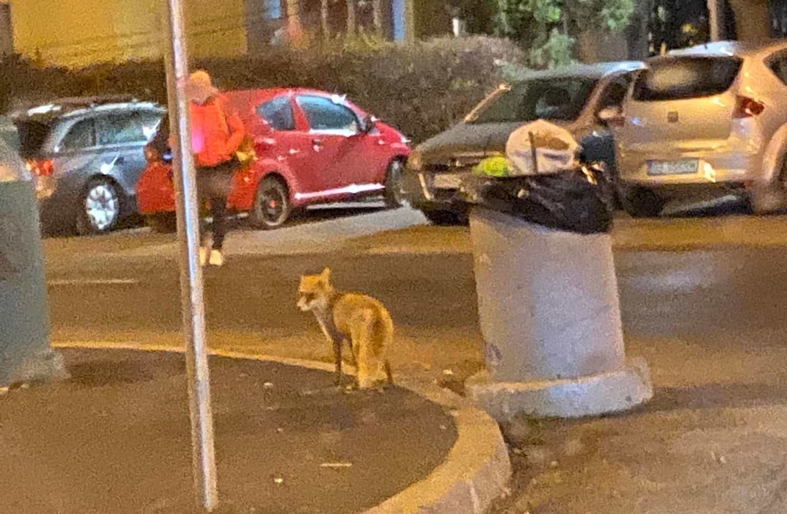 foto: două vulpi și-au făcut culcuș în ștrand - oamenii cer ajutorul autorităților - „sunt bolnave rău”