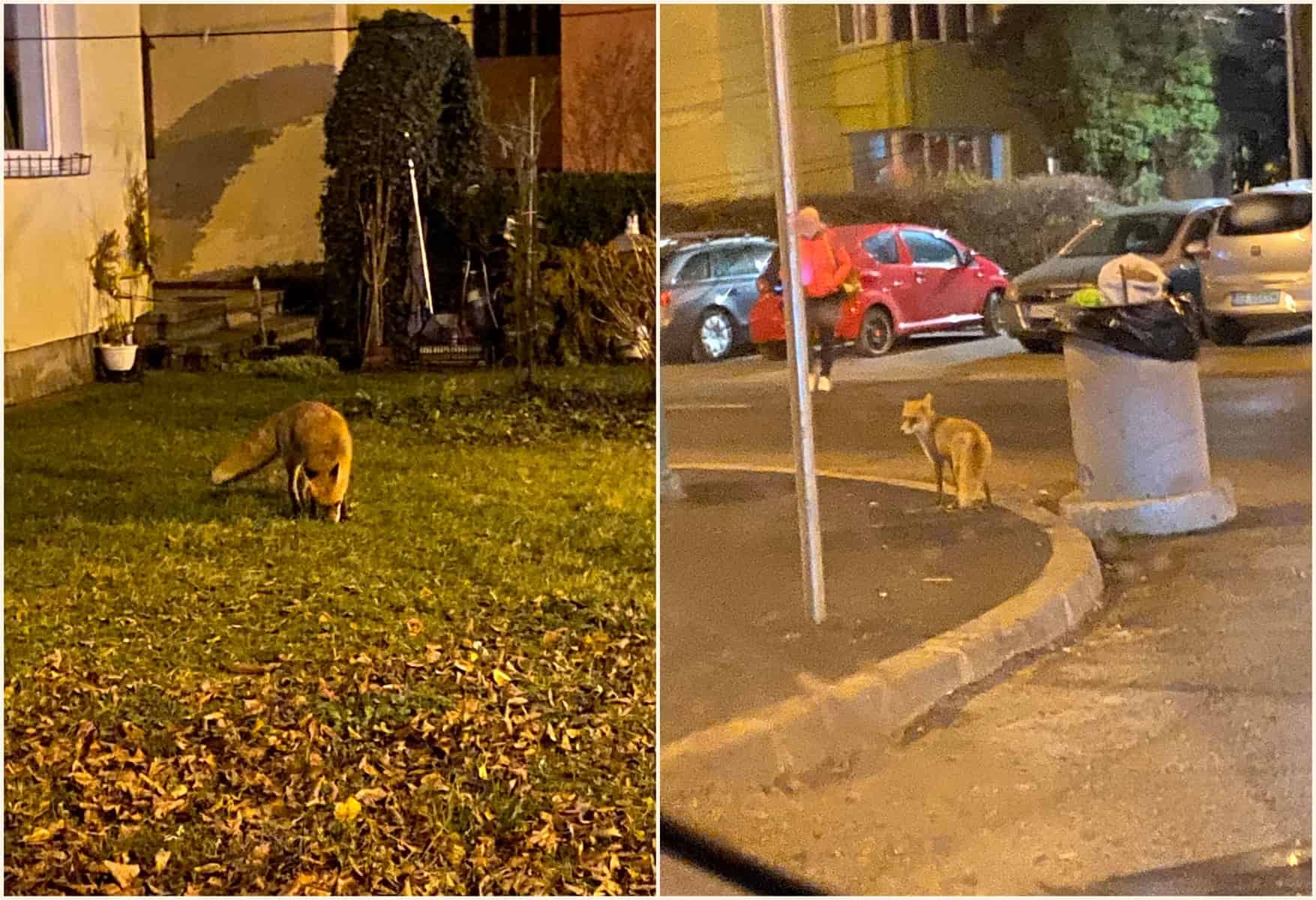 foto: două vulpi și-au făcut culcuș în ștrand - oamenii cer ajutorul autorităților - „sunt bolnave rău”