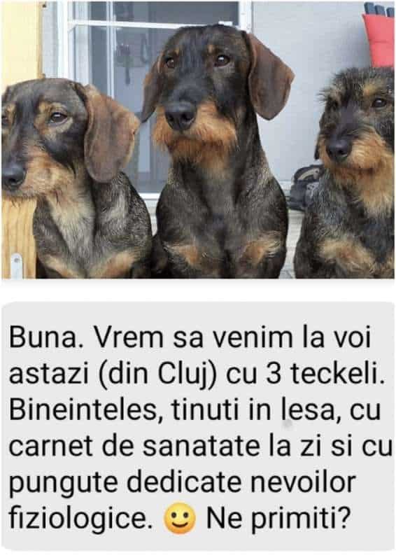 FOTO Muzeul ASTRA din Sibiu permite accesul vizitatorilor cu animale de companie