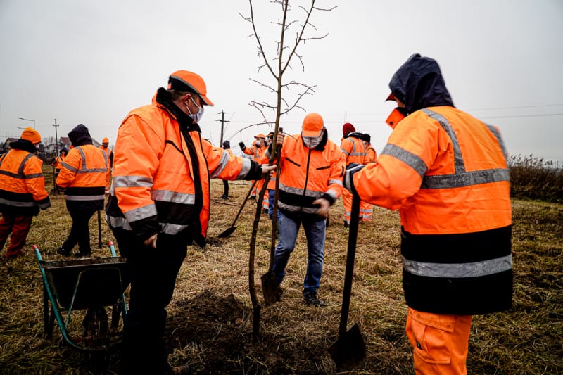 VIDEO Acțiune pentru aer curat la Sibiu - Voluntarii de la fabrica Wienerberger au plantat 150 de copaci