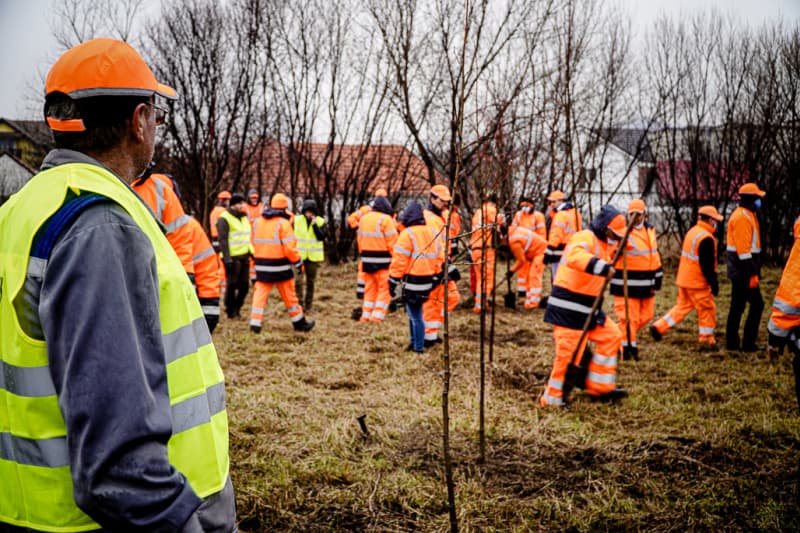 VIDEO Acțiune pentru aer curat la Sibiu - Voluntarii de la fabrica Wienerberger au plantat 150 de copaci