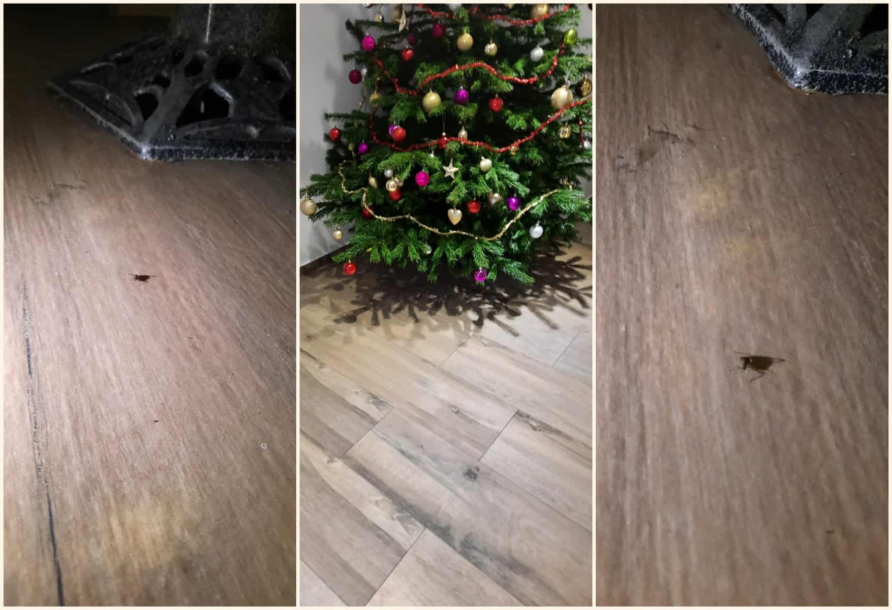 video: o, brad... „căpușat” – un sibian și-a umplut casa de insecte după ce a luat un brad din hornbach - „am făcut reclamație”