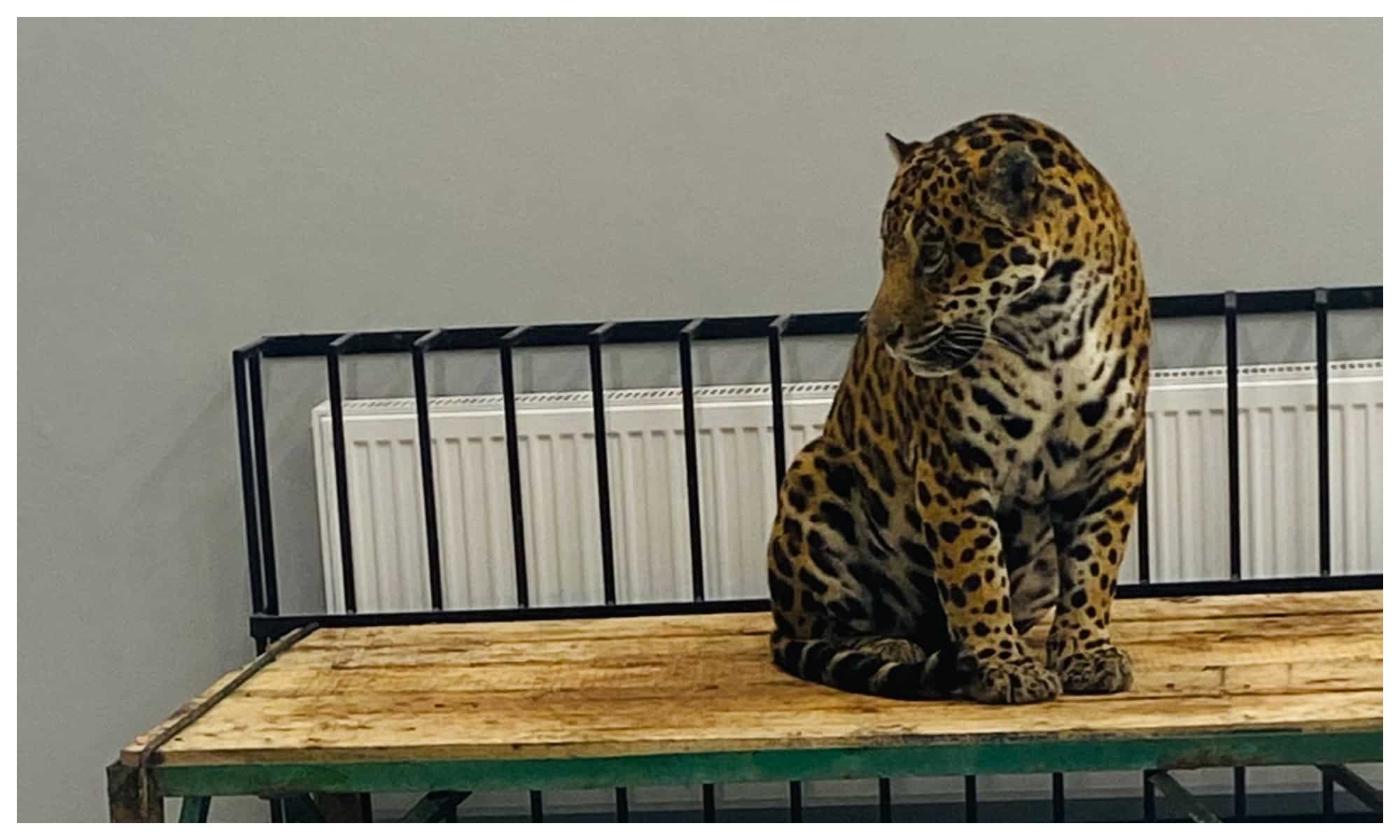 foto - grădina zoologică din sibiu are locatari noi - ei sunt jaguarii nadia și mowgli