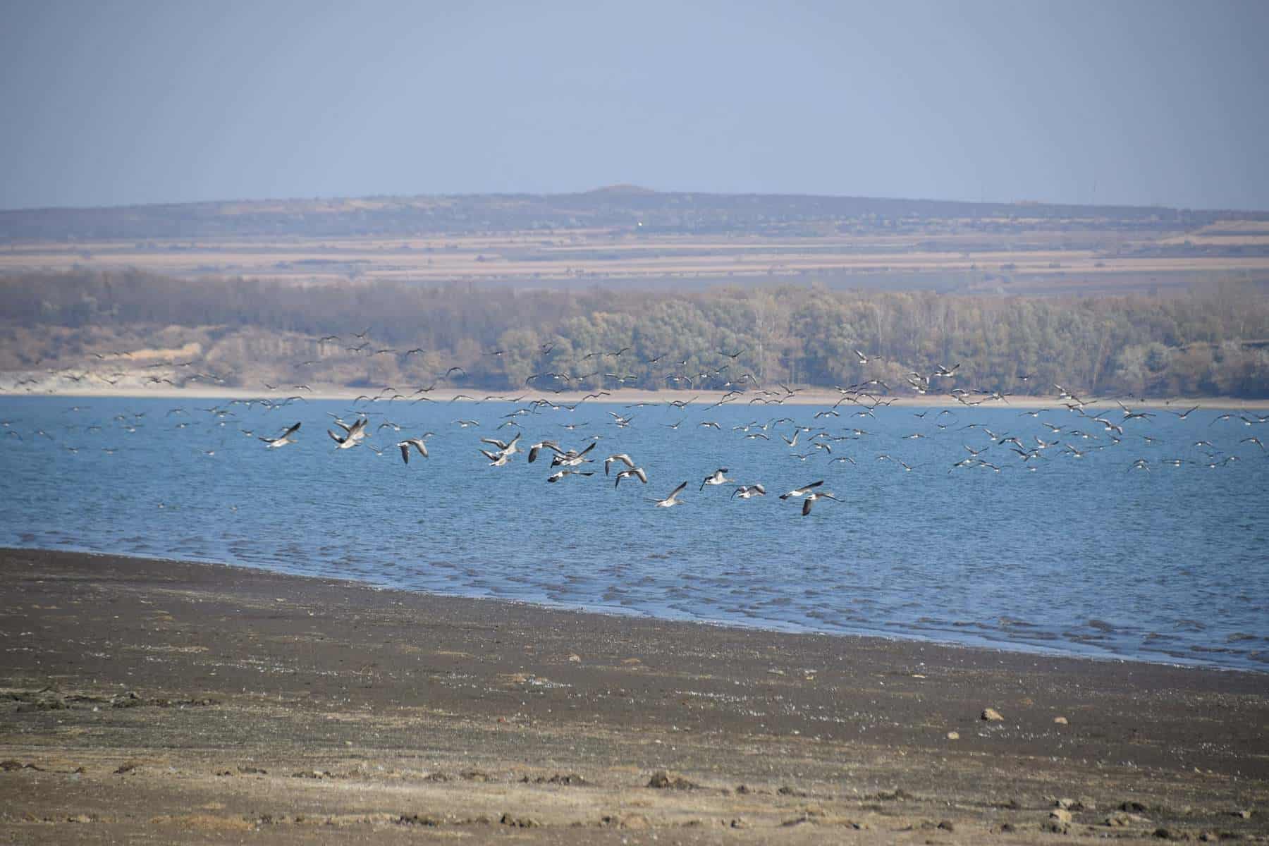 FOTO O specie rară de gâște a fost descoperită pe un lac din România. Doar câteva exemplare mai sunt în țară