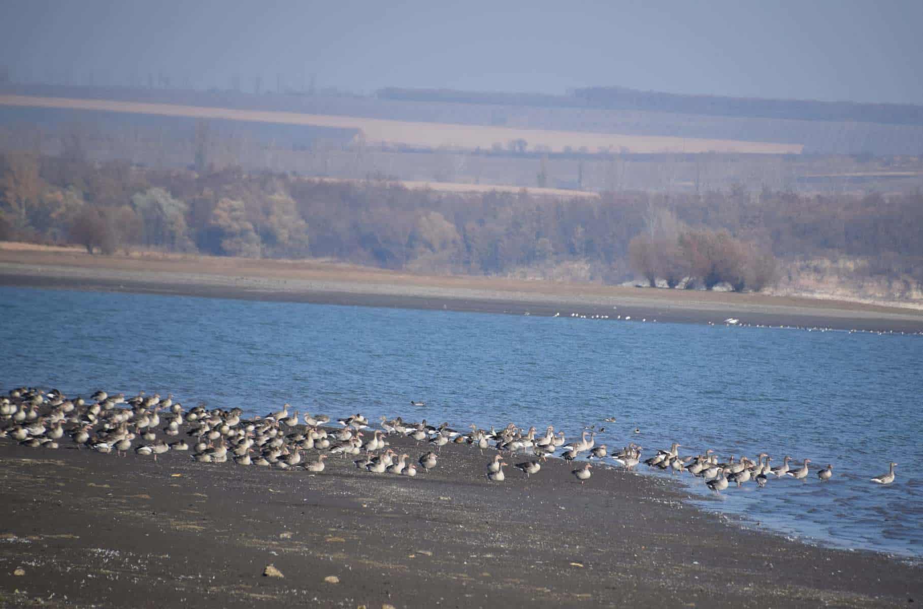 FOTO O specie rară de gâște a fost descoperită pe un lac din România. Doar câteva exemplare mai sunt în țară