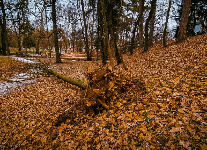 primăria, despre copacii căzuți în parcul sub arini - „nu au fost identificați arbori cu risc iminent”