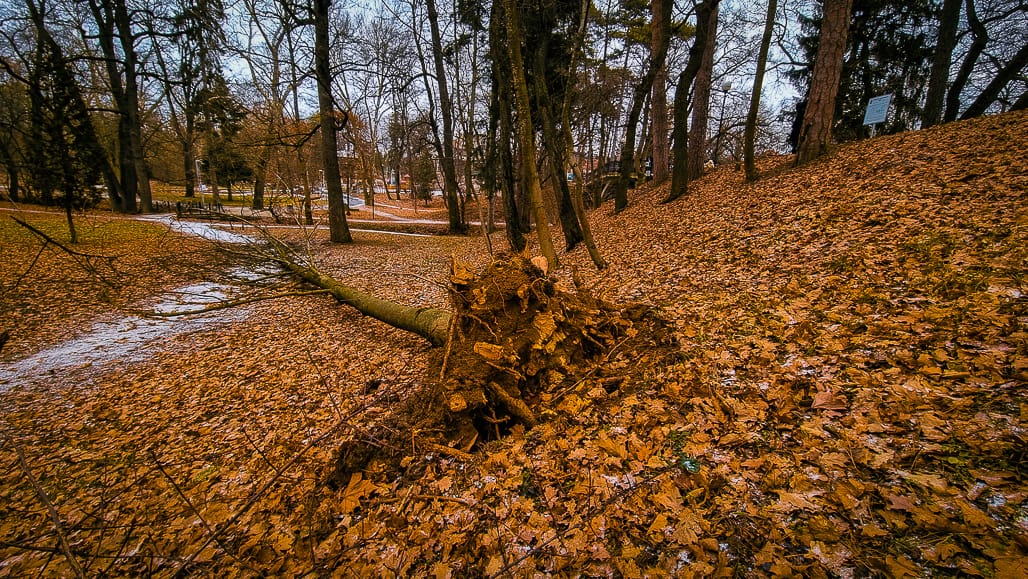 Primăria, despre copacii căzuți în parcul Sub Arini - „Nu au fost identificați arbori cu risc iminent”